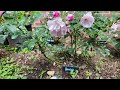 introduction to rose varieties：bonica ｜shrub rose ｜rosa ｜ aars award winner｜pink｜meilland｜french