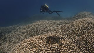 Researchers discover coral so big it can be seen from space