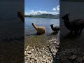 Alpacas happily paddling in The Lake District! 🦙🌊