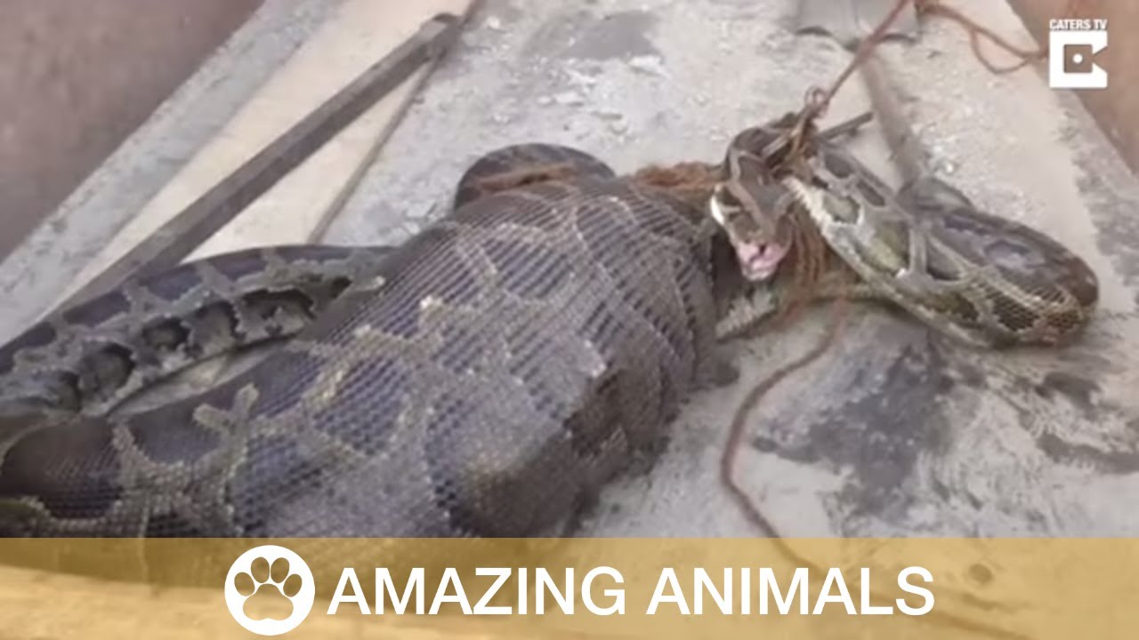 Python Swallows Goat Whole Youtube