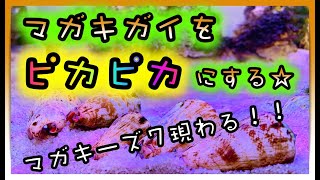 【海水魚水槽・サンゴ水槽】マガキガイをピカピカにする！！