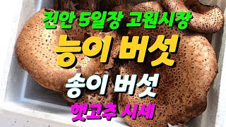 [진안 5일장 고원시장]#송이버섯 능이버섯 햇고추 시세 2022.9.24