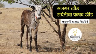 करगणी बाजार । सलगर भागातील शर्यतीचा खोंड । Khillar Maharashtrachi Shaan | 2021