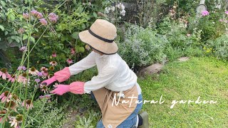 Natural garden in mid-August Summer flower care