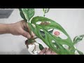 ep.13 อัพเดทพร้อมตัดขยายพันธุ์ต้น monstera adansonii variegated indo