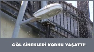 Büyükçekmece'de göl sinekleri panik yarattı!