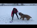 x mass dog puller jumping owczarek francuski briard zojka.