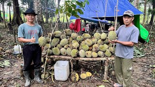 BERMALAM PANEN DURIAN DAN DAPAT REJEKI IKAN SULTAN SEMAH KALIMANTAN