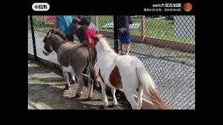 Toronto Eastern Big Apple Zoo大苹果动物园