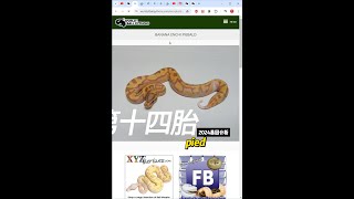 24年胎#14基因分析 pied $3700🔥🔥目標多基因pied系列