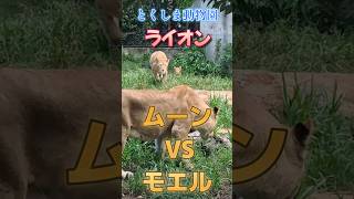 とくしま動物園のライオン〜ムーンVSモエル\u0026サッシュ〜ショート動画#shorts #ライオン#とくしま動物園#サッシュ #ムーン#親子#vs#徳島#赤ちゃん #阿波おどり#カプリTube#japan