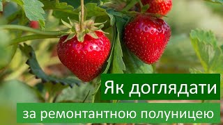 Як доглядати за ремонтантною полуницею влітку