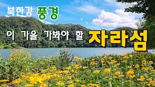 가평여행/ 북한강 드라이브 하면서 가을 꽃 보러 가봐야 할 자라섬