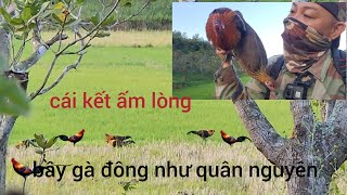 Bẫy gà,thu phục bầy gà rừng đẹp cực