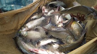 Wonderful ! Bangladeshi Village Best Fishing | Nice Old and Young Mans Fish Hunting 2021