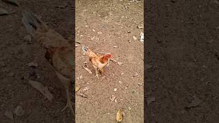 🐔குரங்கோட வாக்கீங்க.#kozhi_koothugal #funny #funny_chicken #chicken ....