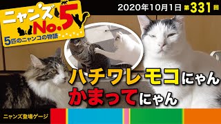 《第331回》今日のモコちゃんは人恋しいよう。だけど、クーちゃんとこ行っても、ハナちゃんとこに行ってもかまってもらえず、、、。