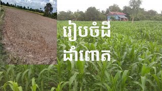 របៀបដាំពោតងាយៗ  Planting corn in my village