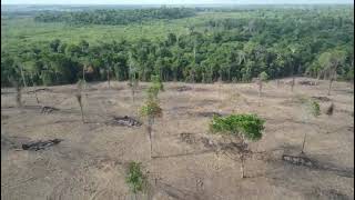 📍 Fazenda entre Tailândia e Acará      270 alqueires com 200 alqueires limpo