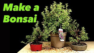 How To Make a Bonsai Tree - Summer Cutback