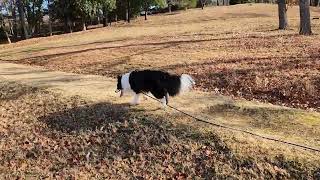 ボーダーコリーのポンちゃん︎︎🐕廃寺跡をお散歩～(ロングリード15m)