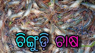 ଚିଙ୍ଗୁଡ଼ି ଚାଷ କରି କ୍ଷତି||prawn culture loss||shrimp culture