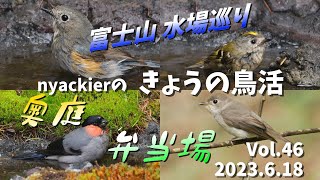 nyackierの今日の鳥活 Vol.46　2023年6月18日 ～ 富士山 水場巡り ＜ 奥庭 ・ 弁当場 ＞ ルリビタキ ・ キクイタダキ ・ ウソ・ キビタキ 等　夏鳥や冬に人気の野鳥入乱れ ～