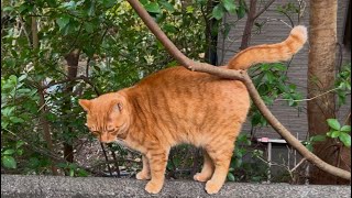 エサより先ずは思う存分に甘えたい猫❗️塀の上で待ち構えていた甘えん坊さんの、\