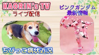 【雑談配信】皆さんにちびっこのお礼と時々、ピンクガンダム。保護犬ビーグルちびっこを病気から救済するまで終われまてん♪Day .72