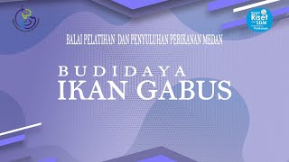 Teknik Pembenihan Ikan Gabus