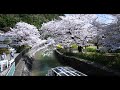 【京都 桜の名所】 山科疏水 〜疏水沿いに植えられた桜と菜の花が美しく咲き誇ります。桜を見にサギもきてくれました no.114 京都の桜