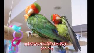 コザクラインコ・麻衣ちゃん３歳のお誕生日おめでとう♪