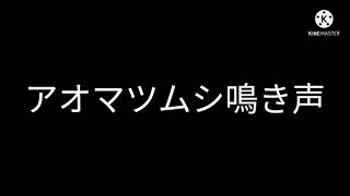 アオマツムシの鳴き声