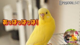 ピーちゃんの笑い声がとんでもなく癒される・セキセイインコとコガネメキシコインコ547　parakeet budgie sun conure