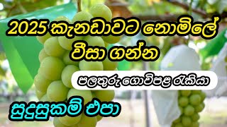 2025 කැනඩාවට නොමිලේ වීසා. පලතුරු ගොවිපළ රැකියා fruit farm foreign job vacancies in canada free