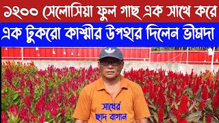 সেলোসিয়া বা মোরগঝুঁটি  ফুল গাছের পরিচর্যা ও প্রদর্শণ দেখালেন ভীম দা। Celosia flower care and tips