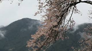 仁淀川町　ひょうたん桜