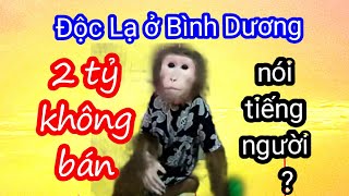 Độc Lạ Sài Gòn đi xác minh vụ chú khỉ biết nói ở Bình Dương xem thực hư ra sao