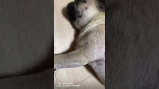 床で爆睡するパグ…安らかな寝顔ですこと🤣 #shorts #pug #onepiece