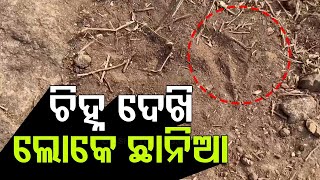 Panic Grips Villagers After Spotting Pug marks of Suspected Tiger in Mohana, Probe Begins