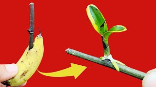 Learn simple yet surprisingly effective orchid propagation!