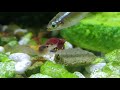 calming footage of cherry shrimp eating and relaxing with lofi music