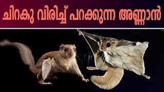 ശരിക്കും അണ്ണാൻ പറക്കുമോ? | Interesting Story Of Flying Squirrel ( പറക്കുന്ന അണ്ണാൻ )