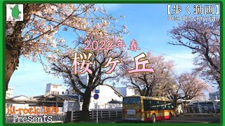 【歩く動画】『桜ヶ丘 』(神奈川県大和市) 2022.04.01