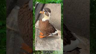 アヒルの鳴き声 🐣  #shorts #viralvideo #viralshorts #animals #animallover #2024 #trendingshorts #trending