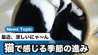 猫で感じる季節の進み