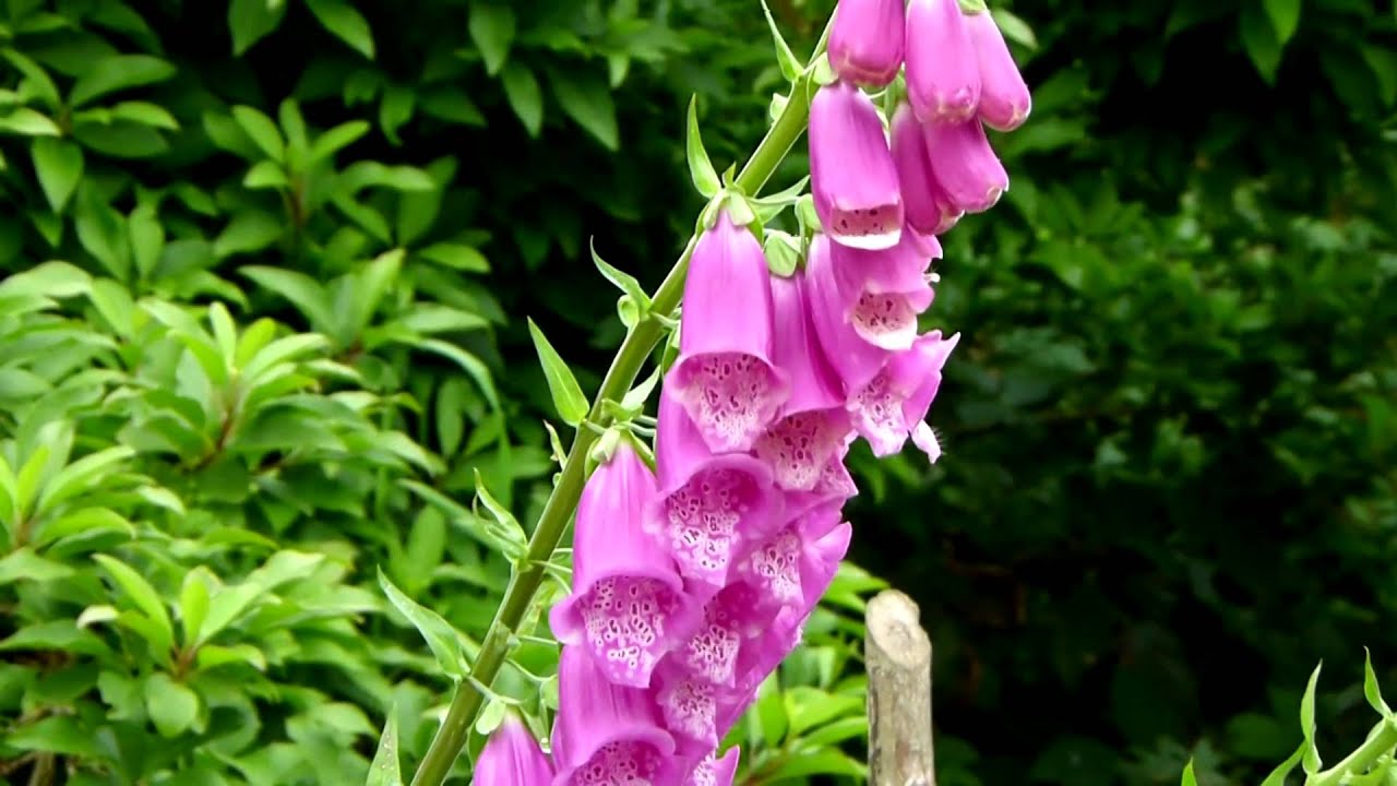 'Poisonous Plants 1-2-1' Digitalis, Foxglove - YouTube