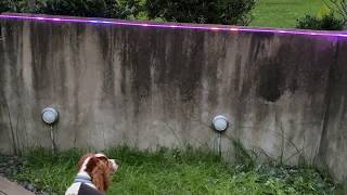 Cute Dog Mesmerized by The Best LED Strips