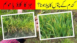 Yellowing of leaves in wheat crop |گندم کے پتوں کا پیلا ہونا اور کنٹرول| Agriculture Guidance| Crop