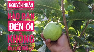 Nguyên nhân nào dẫn đến ổi không được ngon ngọt